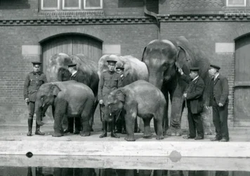 Éléphants asiatiques avec leurs gardiens, dont Charles Eyles, au zoo de Londres, avril 1914
